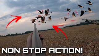 INSANE Canada Goose Hunt! 5 MAN LIMIT in the CUT CORN!