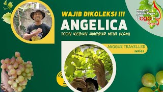 PRIMADONA | Angelica di Kebun Anggur Mini