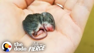 Tiny Baby Mouse Found Tucked Into Blankets | The Dodo Little But Fierce