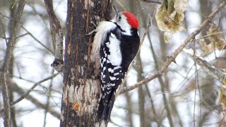 Средний пёстрый дятел ( Leiopicus medius )