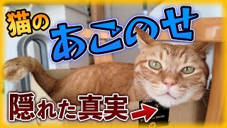 猫の「あごのせ」隠れた心理