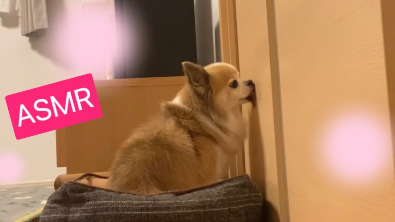 Asmr Licking Dog Youtube