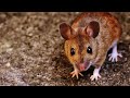 Of Mice and Cats - Field Mice at Night - September 22, 2021