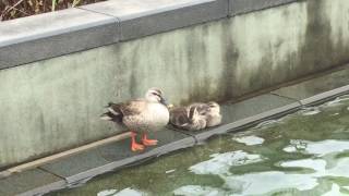 ウェザーリポート動画20170705＠愛知県名古屋市中区 白川公園 (11:30) byなかむら