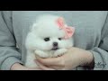 화이트포메 갸우뚱하는 강아지영상 ~ a video of a dog tilting ~