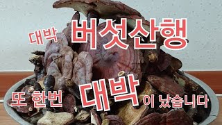 대박 버섯산행. 오늘도 대박을 터트리고 왔습니다.