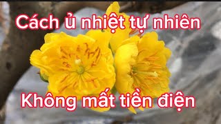 Cách ủ nhiệt tự nhiên mai vàng miền Bắc