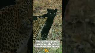 Photographer Captured a rare footage of a leapord and black panther together