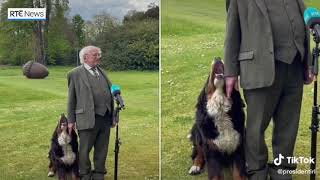 Puppy love as Misneach seeks President's attention during interview