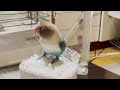 【ボタンインコ】暑すぎてカイヌシ限界だけど小鳥たちは元気です【イタズラ】