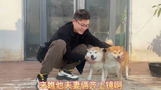 怀孕30天的柴犬你见过吗？这只可爱的柴犬妈妈今天是带胎30天啦