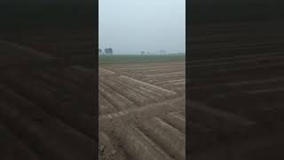 ਪਿਆਜ਼ ਦੀ ਬਿਜਾਈ. Planting of onions on beds.