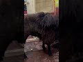 Bakri Eid sheep 2022
