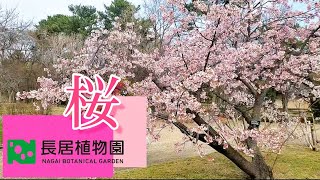 大阪の桜開花はいつ 長居公園「長居植物園」2023撮影