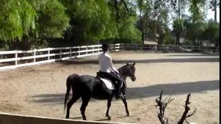 lucy and bella(jr.) w/t-consolationSept.2017summerwoodstables