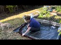 transforming grass into a container garden 🌿 cardboard u0026 mulch method she’s a mad gardener