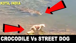 Crocodile Vs Dog in Kota Chambal River India | कोटा में मगरमच्छ ने किया कुत्ते का शिकार