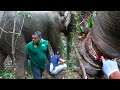 Saving an Elephant from a Deadly Snare  #SL WILD TV