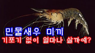 바다낚시 미끼 ! 민물새우 기포기 없이 수돗물에 담아 두면 얼마나 살까요? 감성돔 대체미끼, 볼락미끼, 호래기 미끼 봉남이행님