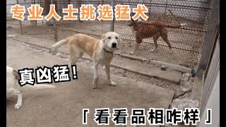 赵老板犬舍引进猛犬，专门请“养犬行家”来帮忙，看能选中哪条？