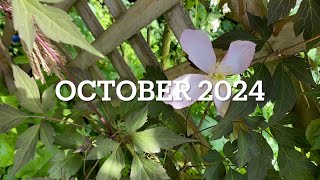 The garden in October (2024) - Spring!!