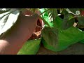 clusterbeans gwarphali how to grow cluster beans in pot.ग्वारफली घर मे उगाने की पूरी जानकारी.