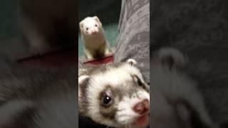 おやつの順番守るフェレット #フェレット #shorts #ferret