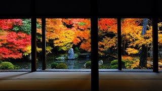 Autumn colors momiji leaves in Kyoto Japan