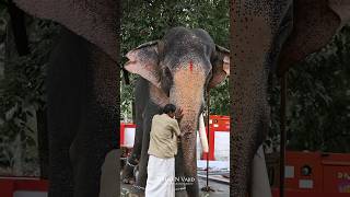 രാമൻ്റെ സ്വന്തം രാമേട്ടൻ ❤️‍🔥 #aana #elephant #thechikottukavuramachandran #ramettan #raman #life