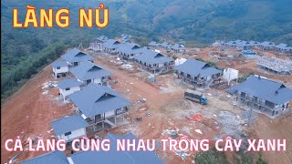 Tin Mới Về Làng Nủ , Cả Làng Cùng Nhau Trồng Cây Xanh Bóng Mát Tại Khu Tái Định Cư Mới