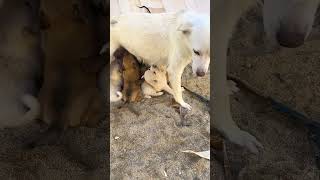 Motherly love knows no species. A mother dog feeds her puppies. Cute pet debut plan. Dog. Golden