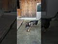 シェパード犬　顔に出るタイプですぅ ボール遊び 屋根 キャッチャー