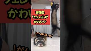 頑張るフェレットがかわいい#ferret #animals #ペット #癒し #おもしろ #動物