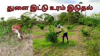 எலுமிச்சை பராமரிப்பு|துளை இட்டு உரம் இடுதல்|fertilizing Method for Lemon Trees|Lemon Farming|Lemon