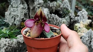 Lan Hài Tông Lào Paphiopedilum rungsuriyanum || Toán Ròm Garden