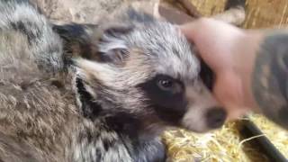 EXO TEACH - Grooming Yoshi the Tanuki