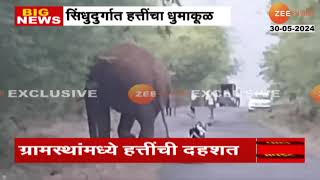 Sindhudurg Elephant । सिंधुदुर्ग जिल्ह्यातील तिलारी खो-यात हत्तींचा धुमाकूळ! पाहा व्हिडिओ