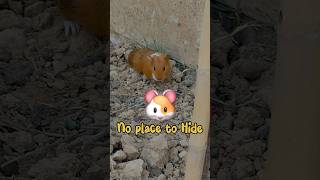 Where Should You Keep Your Guinea Pigs? 🏡🐹 | Guinae big housing