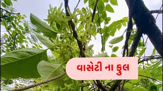 વાસેટી ના ફુલ ની ભાજી     #girforest #sasangir #jungle_commando #desi #gujrat