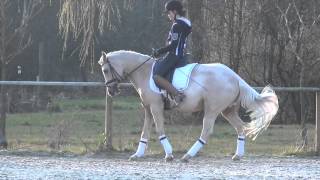 StPrSt. Golden Princess - Dressage Pony