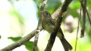 Euler’s Flycatcher - Chaguaramas - May 04 2019