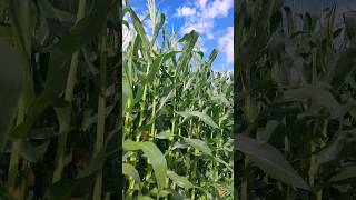 ඕස්ට්‍රියාවේ බඩ ඉරිඟු වගාව | Maize cultivation in Austria #cultivation #europe #plants #beautiful