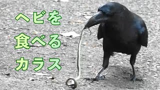 カラス、ヘビを捕食する