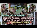 perkembangan seedling anggrek bulan setelah 10 hari di tempel di papan pinus