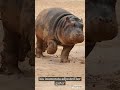 themusicaljourney the hippopotamus