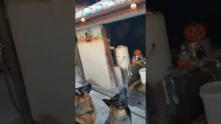 シェパード犬　一緒に遊ぶも音を追ってる#ボール遊び#屋根#キャッチャー