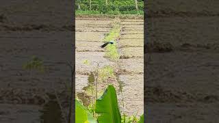 A peacock walking in the paddy field #shorts #bird #peacock #peacocklove