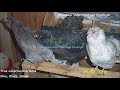 ameraucana vs easter egger not the same