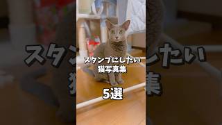 猫写真で大喜利しよ！#猫 #ねこ #cat #猫のいる暮らし #ロシアンブルー #猫動画 #animals #大喜利