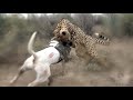 Dogo Argentino Vs Leopard Video - Leopard vs Dogo Argentino In a Real Fight - PITDOG